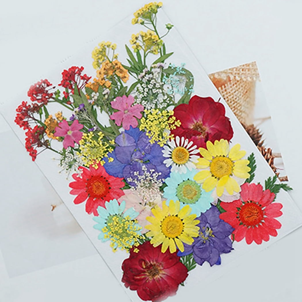 Flower Press Kit, Diy Dried Pressed Flowers Leaves, Oshibana Pressed Flower  Art, Birthday Gift Idea For Creative Plant Lover M53 - Yahoo Shopping