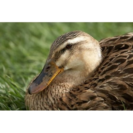 Duck Richmond Tasmania Australia Canvas Art - David Wall DanitaDelimont (36 x 24)