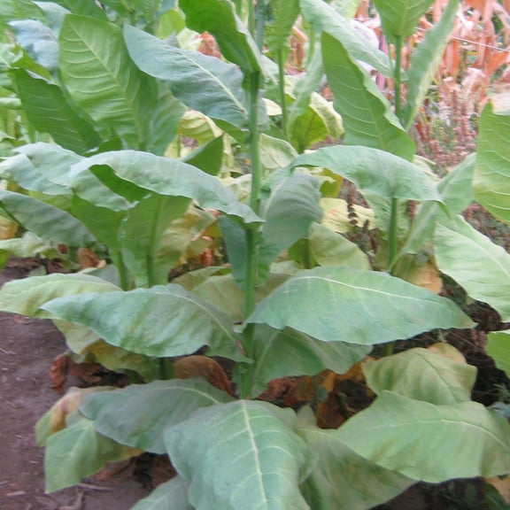 Piloto Cubano Tobacco ~100 Seeds – Nicotiana tabacum – Heirloom Filler Variety – 75-80 Days – Perennial in Zones 8-11 – Non-GMO