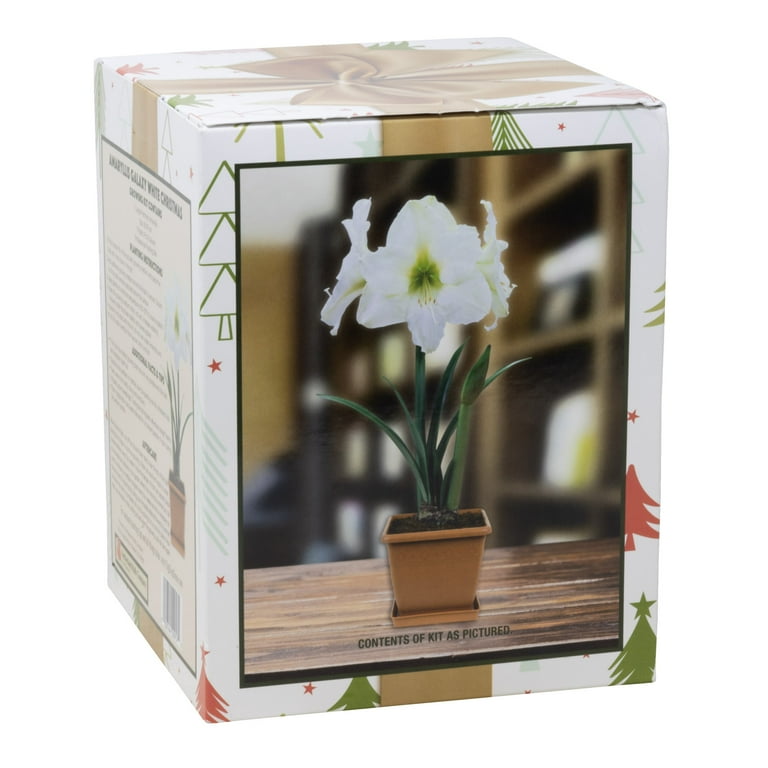 Giant Amaryllis Kit: White Christmas with Large Bulb 26/28cm