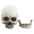 thumbnail image 2 of Realistic Small Dusty Skeleton Skull Head with Detached Jaw Halloween Figurine, 2 of 2