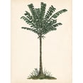 thumbnail image 2 of Wang, Melissa 15x18 White Modern Wood Framed Museum Art Print Titled - Palm Tree Study IV, 2 of 4