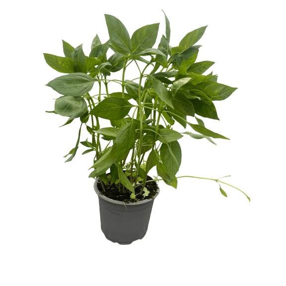 Thai Basil - Dark Purple Flowers - 4" Pot - Live Plant