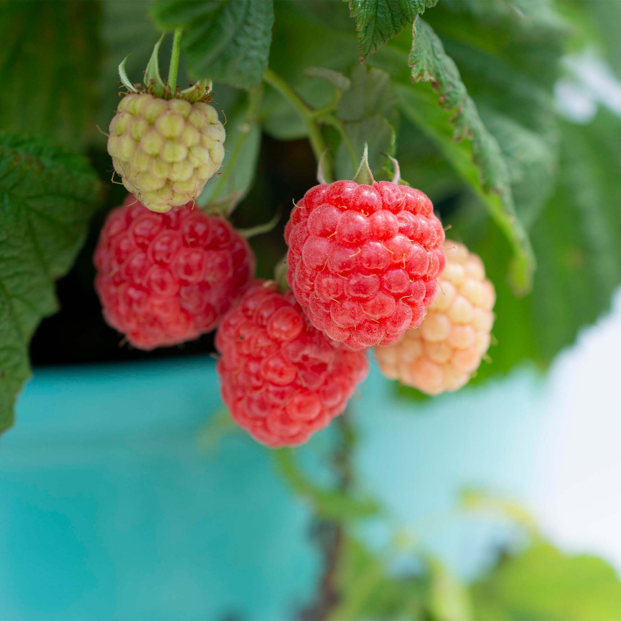 Bushel & Berry Raspberry Shortcake Live Shrub in 2-Gallon Grower Pot