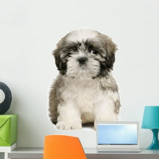 Shih tzu best sale princess type price