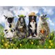 thumbnail image 2 of Cuadros Decorativos 5D DIY Diamond Painting Kit Full Square Diamond Sheep Mosaic Art Ndcxsfigh Nuevos Originales, 2 of 9