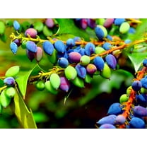 20 Oregon Grape Seeds for Planting - Stunning Ornamental Fruit Bearing Plant - Berberis bealei, Barberry, Leatherleaf Mahonia