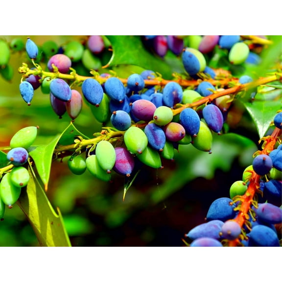 20 Oregon Grape Seeds for Planting - Stunning Ornamental Fruit Bearing Plant - Berberis bealei, Barberry, Leatherleaf Mahonia