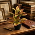 thumbnail image 7 of Artificial Potted Plants with Black Planter Faux Croton Greenery for Living Room and Office Desktop Decor, 7 of 7