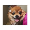 thumbnail image 4 of Funny Corgi Bathee Canvas Wall Art for Home Decor Ready-to-Hang, 4 of 18
