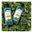 thumbnail image 4 of Shampoo Herbal Essences Bio:renew argan oil of morocco 245 ml, 4 of 4