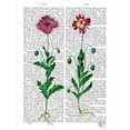 thumbnail image 2 of Fab Funky 26x32 White Modern Wood Framed Museum Art Print Titled - Italian Carnation 3, 2 of 4