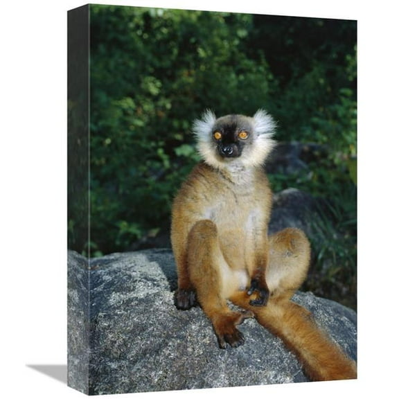 Global Gallery GCS-452655-1216-142 12 x 16 in. Black Lemur Female, Nosy Komba, Madagascar Art Print - Konrad Wothe