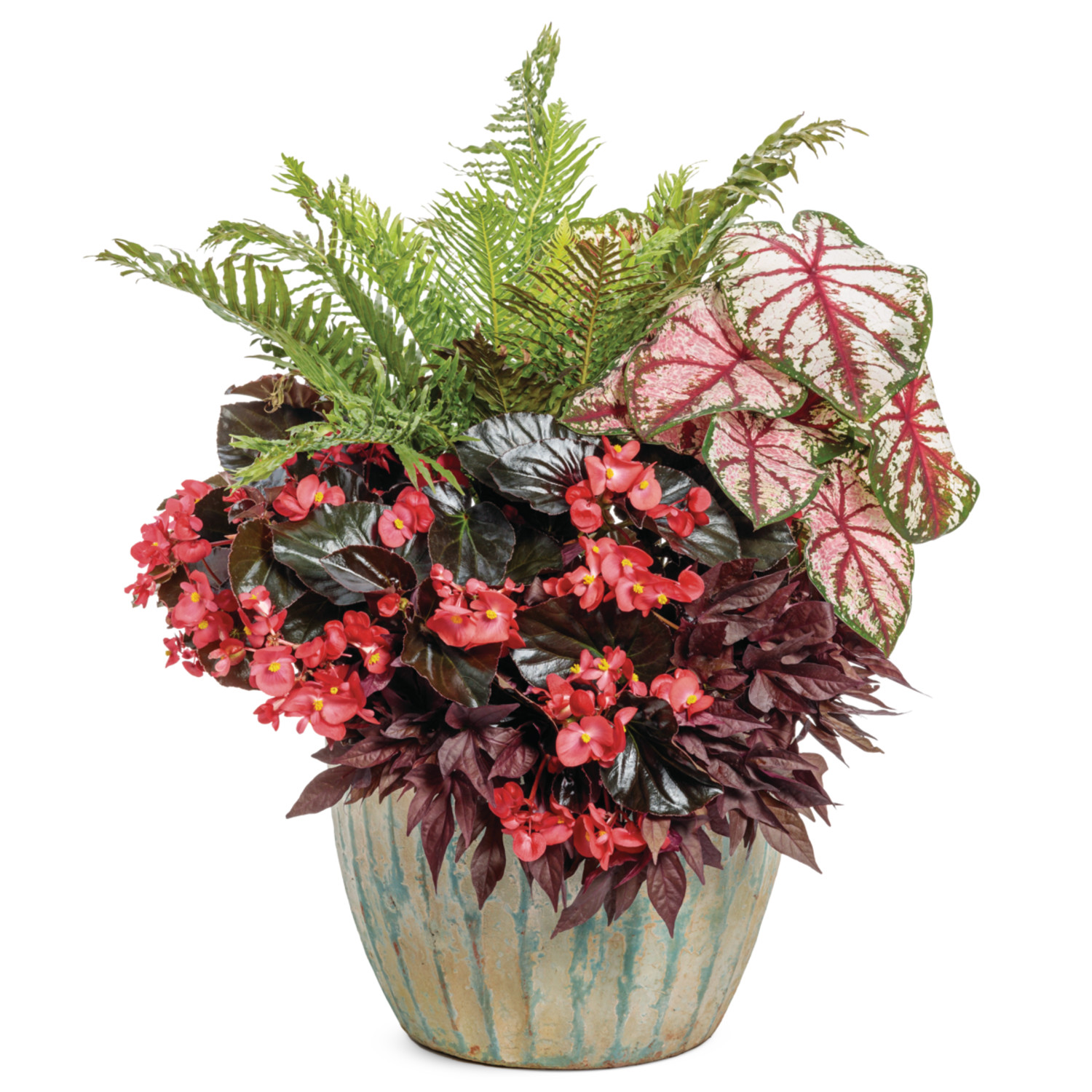 Proven Winners 5" 'Silver Lady' Dwarf Tree Fern Live Plant in 4.5" Pot (4 Count)