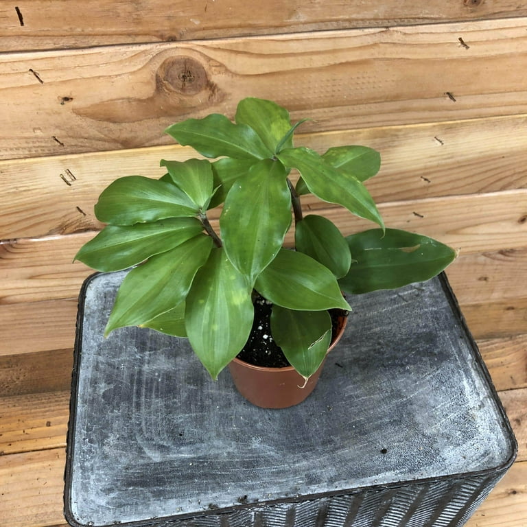 Costus Igneus Insulin Plant, 4" Plant, The Plant Farm - Walmart.com