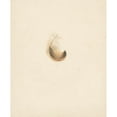 thumbnail image 2 of Albertus Steenbergen 15x18 Black Ornate Wood Framed Double Matted Museum Art Print Titled - Study of a Feather (1824 - 1900), 2 of 5