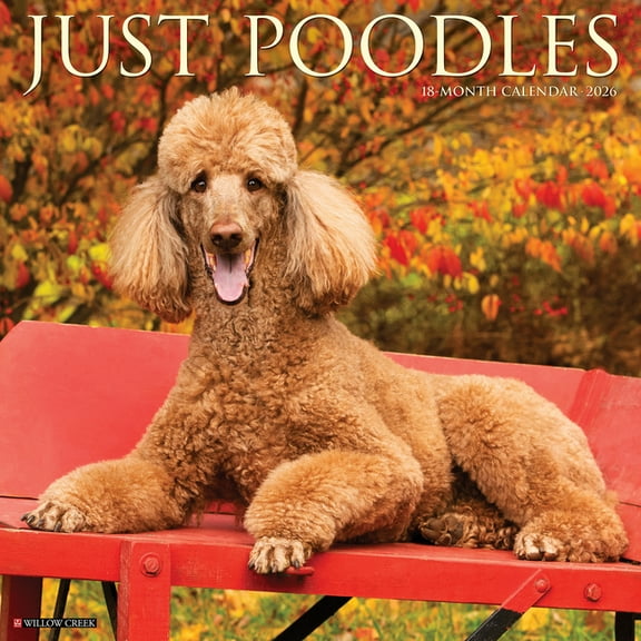 Poodles 2026 Wall Calendar, (Paperback)