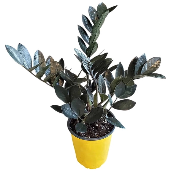 Live Black Raven ZZ Plant – 6" Pot, 18–22" Tall – Indoor Black ZZ Plant with Glossy Purple Foliage – Low Light, Drought-Tolerant Tropical Houseplant