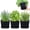 Black, variant on Herb Garden Planter Indoor Kit Pots for Indoor/Outdoor Plants 4 Packs Windowsill Plant Pots with Drainage and Tray, Window Pot for Indoor Plants (Green)