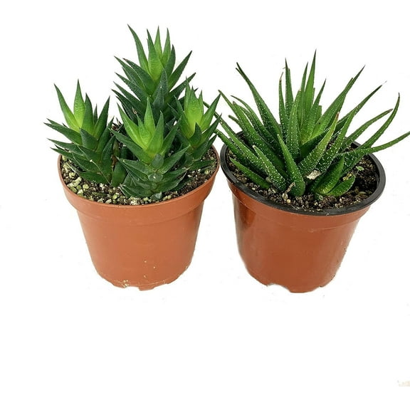 Artisan Grown Haworthia Succulent Collection  2 Live Haworthia Plants in 4 Inch Pots  Growers Choice - Hand-Picked for Beauty  Perfect Plant Assortment for Indoors or Outdoors
