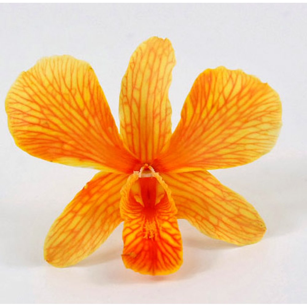 Pack of 30 Orange Orchids Preserved Flowers