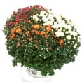 thumbnail image 5 of (2 pack) Better Homes & Gardens 1.5G Garden Mum Live Plant in Grower Pot, Full Sun, 5 of 9