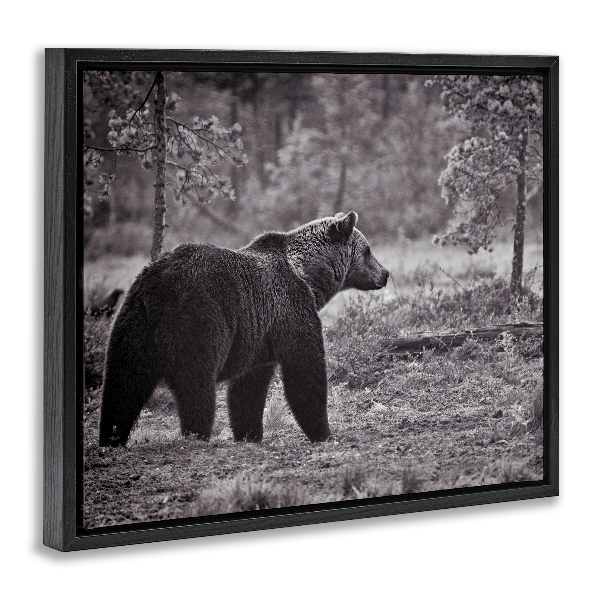 Stupell Industries Bear Stepping in Forest Animals & Insects Photography Black Floater Framed Canvas Art Print Wall Art, 21 x 17