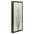 thumbnail image 3 of Stupell Industries Transitional White Iris on Beige Black Floating Frame Canvas Art, 11 x 25, by Sally Swatland, 3 of 8