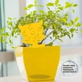 thumbnail image 1 of Cheers US 30Pcs Sticky Traps for Fruit Fly, Whitefly, Fungus Gnat, Mosquito and Bug, Yellow Sticky Insect Catcher Traps for Indoor/Outdoor/Kitchen, Extremely Sticky Fly Trap, Non-Toxic, 1 of 2