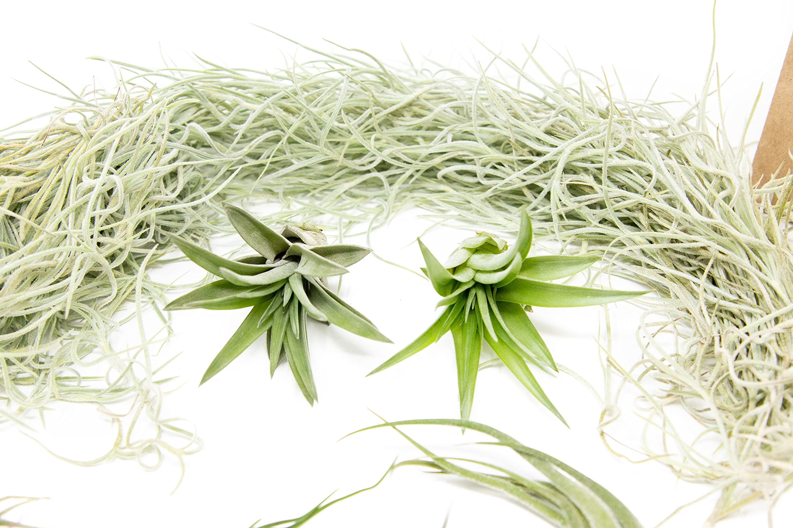 10 Pack Grab Bag Air Plants Gift Wrapped with Spanish Moss - Live Tillandsia - Easy Care House Plant - Succulents - 30 Day Guarantee