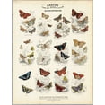 thumbnail image 2 of WH Lizars 4x14 White Modern Wood Framed Wall Art Titled - British Butterflies, 2 of 5