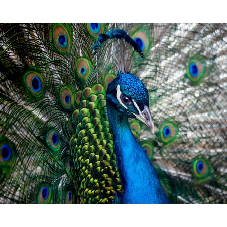 Paint by Numbers Kit by Violet Van Gogh- Polished Peacock Has Everything You Need to Paint! Unisex and For All Ages!