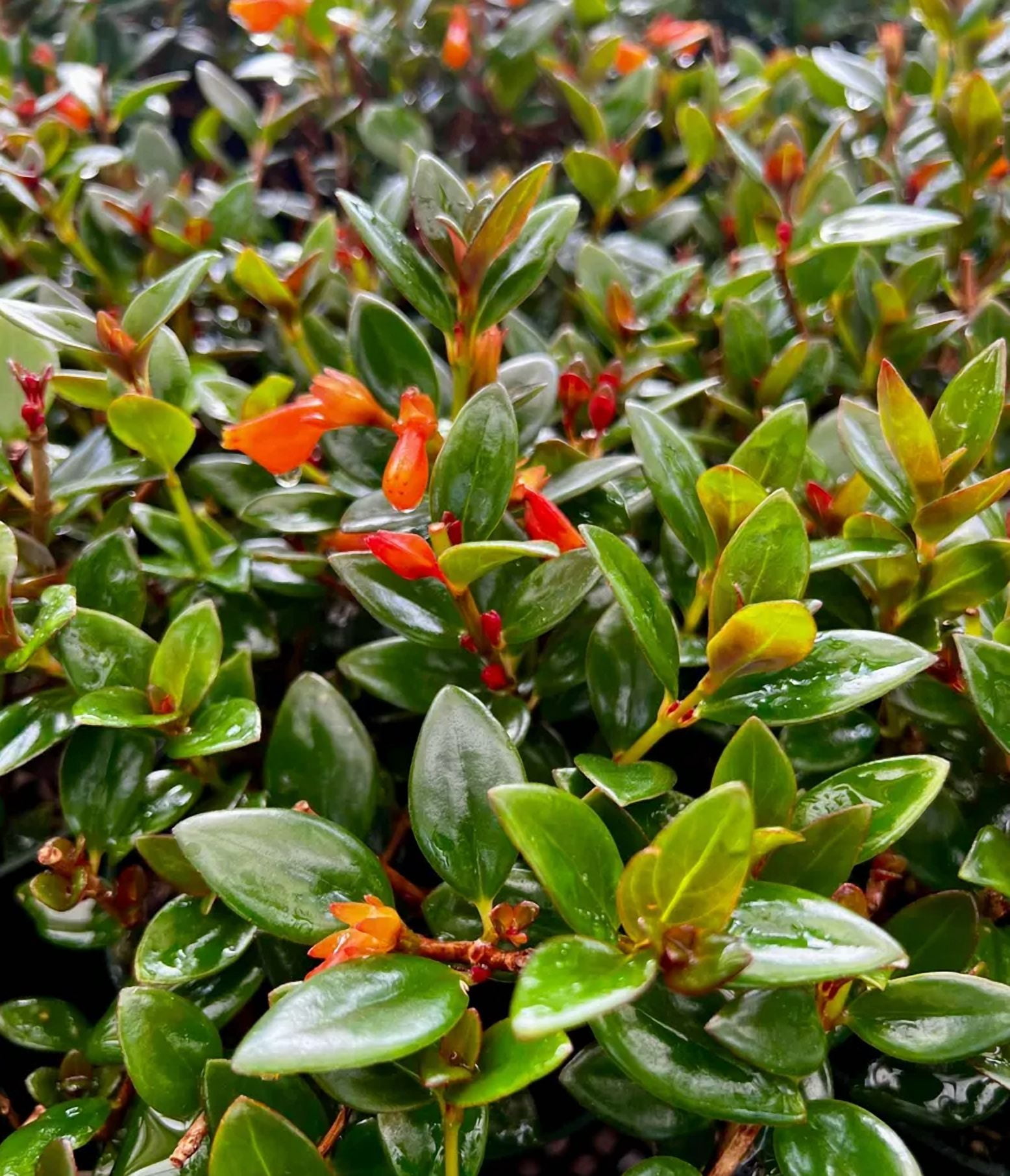 Goldfish Plant Live for Planting - Columnea Nematanthus Plant - Clog Plant for Indoor Outdoor in 4 Inch Pot