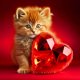 thumbnail image 1 of 5D DIY Taladro Diamante Pintura Corazón Y Gato Kit Del 30x30cm, 1 of 9