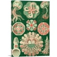 thumbnail image 1 of ARTCANVAS Discomedusae Jellyfish Canvas Art Print by Ernst Haeckel - Size: 18" x 12" (0.75" Deep), 1 of 9