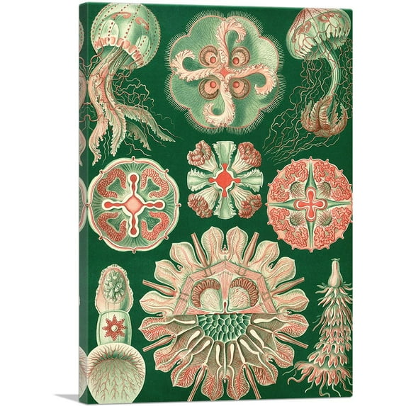 ARTCANVAS Discomedusae Jellyfish Canvas Art Print by Ernst Haeckel - Size: 18" x 12" (0.75" Deep)
