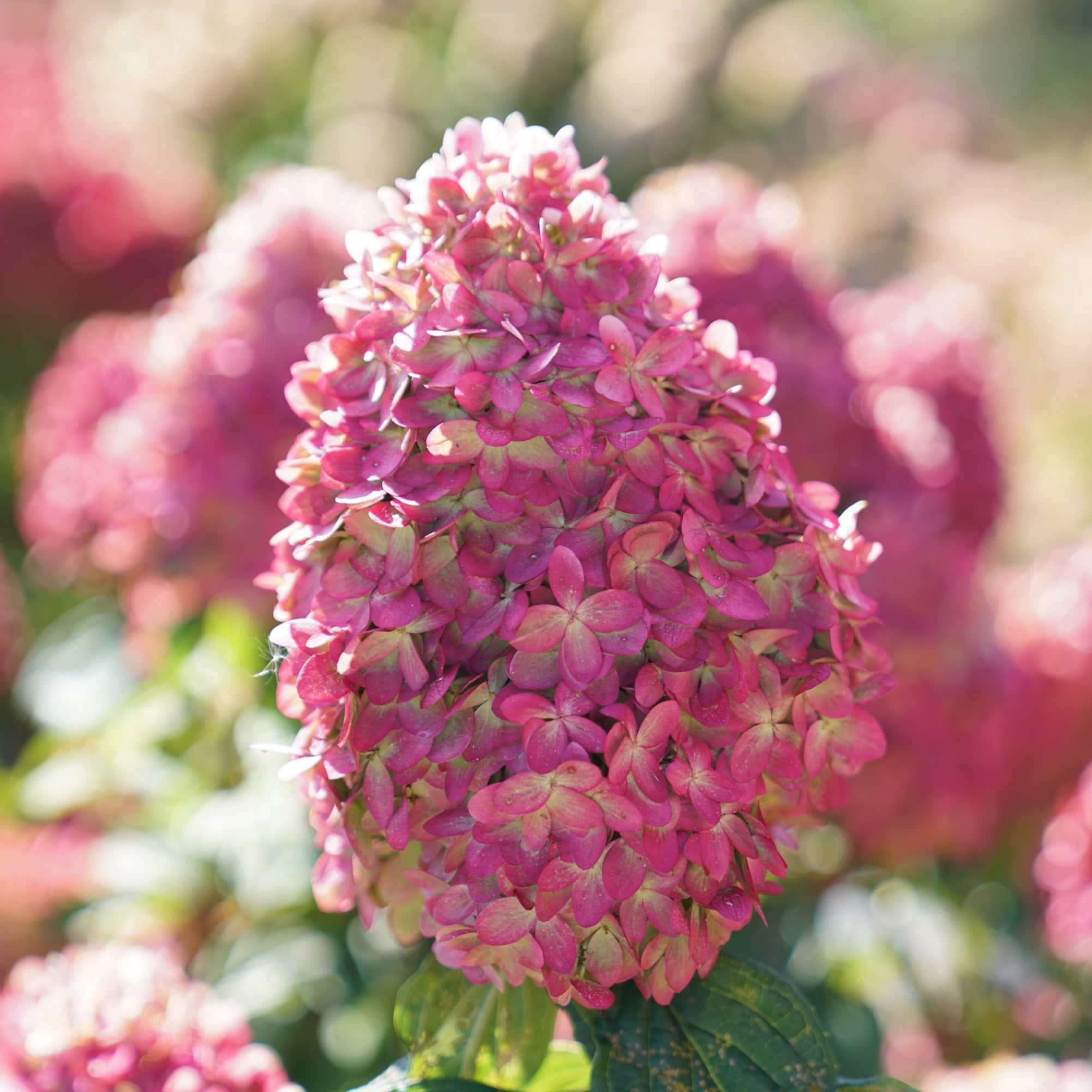 Proven Winners ColorChoice 5" Limelight Prime Panicle Hydrangea Live Plant in 4.5" Pot (4 Count)