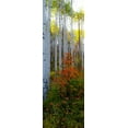thumbnail image 2 of Mansfield, Kathy 11x24 White Modern Wood Framed Museum Art Print Titled - Aspen in the Day I, 2 of 4