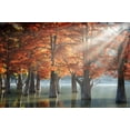 thumbnail image 2 of Nesvetaylov, Dmitry 18x13 White Modern Wood Framed Museum Art Print Titled - Sunny Cypress Trees, 2 of 4