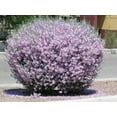 Texas Sage 3 Live Plants Leucophyllum Frutescens Low Maintenance