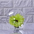 thumbnail image 2 of Florero claro Longhairy Antenoron Hierba Florero de Cristal Accesoiros, 2 of 9