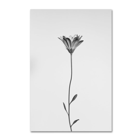 Shogun 'Daisy' Canvas Art