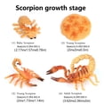 thumbnail image 3 of 1 Set Life Cycle Toy Household Simple Simulation Model Educational Toys Exquisite Interesting Scorpion Models for Home School Brown, 3 of 9