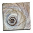 thumbnail image 2 of Gango Home Decor Moon Snail Shell by Kathy Mahan (Ready to Hang); One 24x24in Hand-Stretched Canvas, 2 of 4