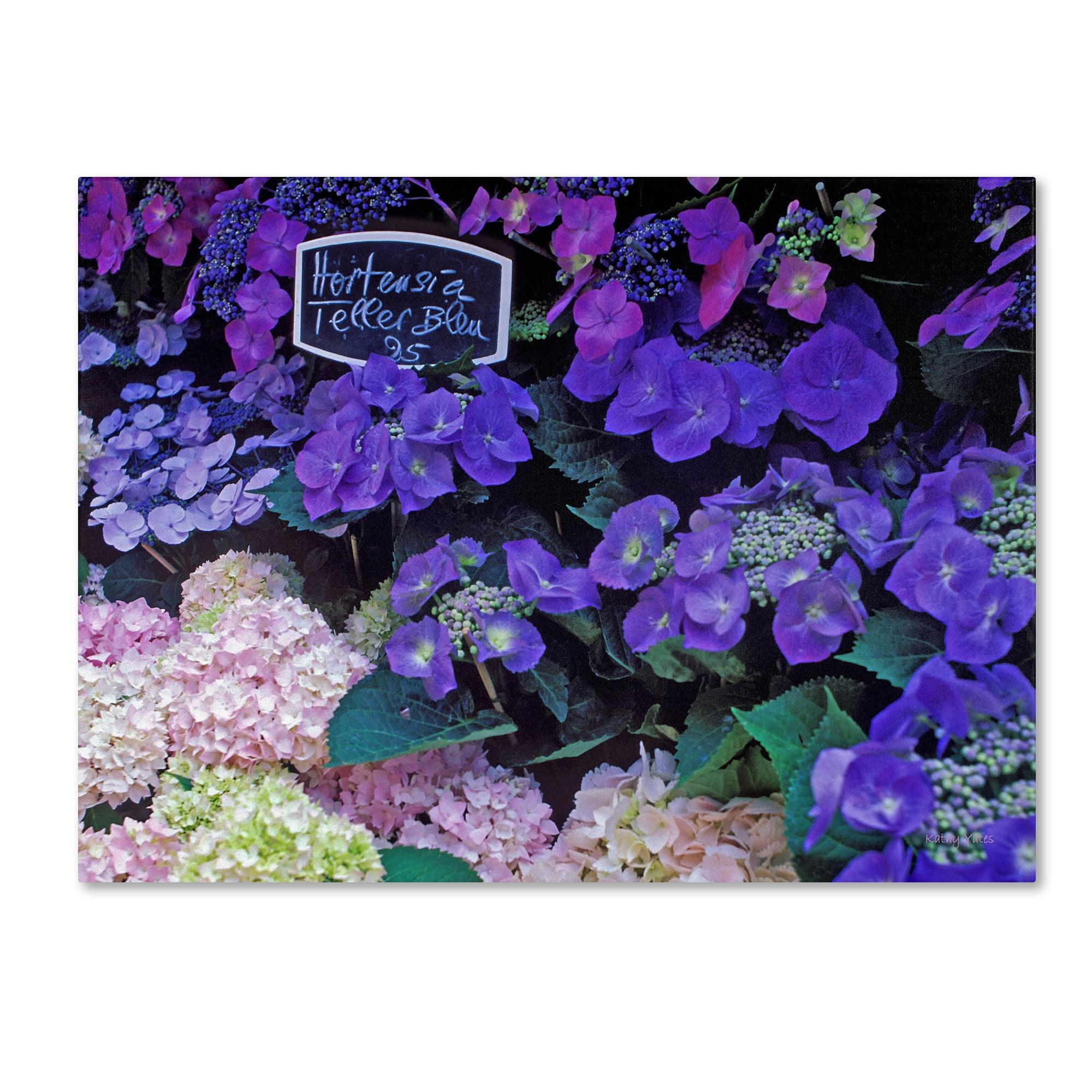 Trademark Fine Art "Paris Flower Market Hydrangeas" Canvas Art by Kathy Yates