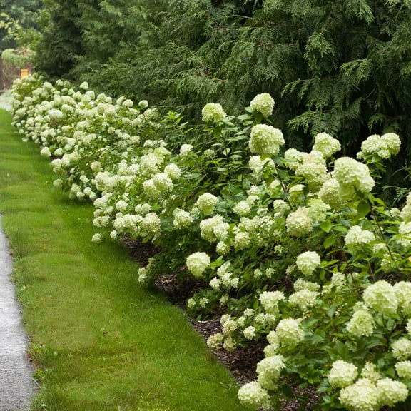 Brighter Blooms - Little Lime® Hydrangea Shrub, 1 Quart - No Shipping to AK, AZ, HI