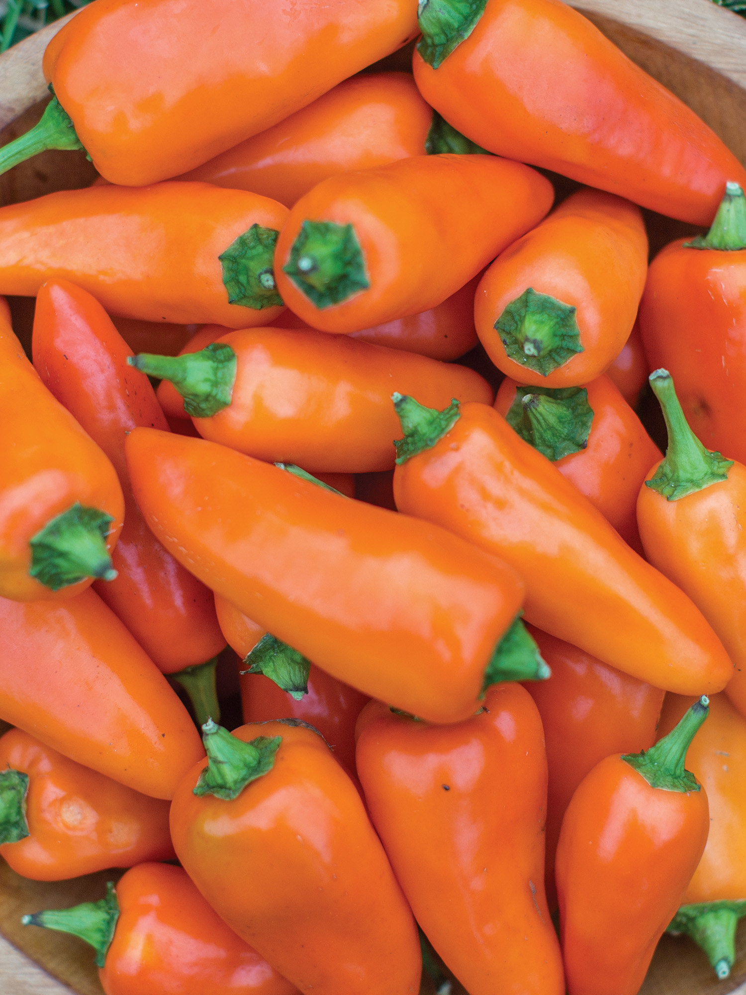 Burpee Tangerine Dream Pepper Annual Vegetable Seed, 1-Pack, Full Sun