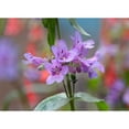 thumbnail image 3 of Fitzharris, Tim 18x14 Black Modern Framed Museum Art Print Titled - Blue Mist Penstemon, 3 of 5
