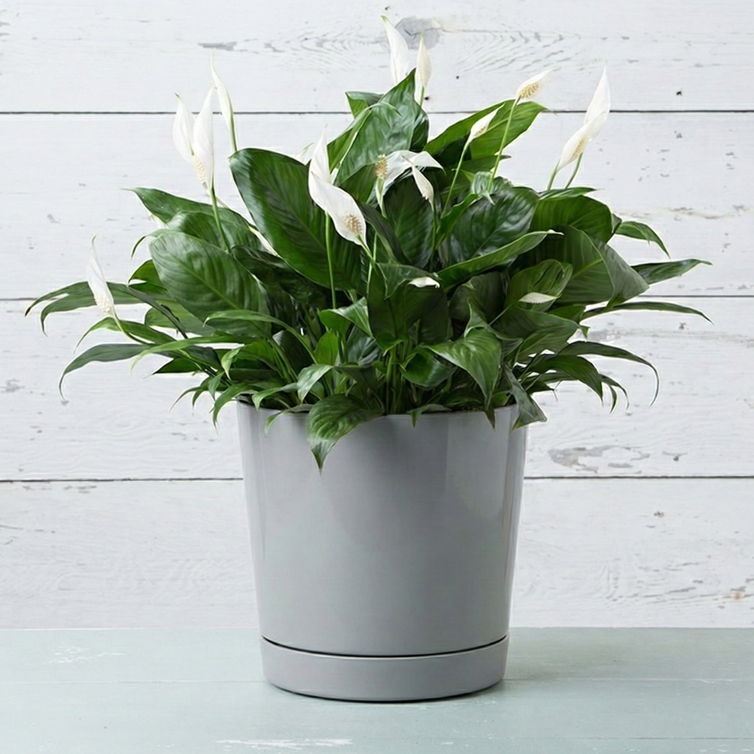 Root & Vessel Majestic Full Depth Cylinder Planter, Gray, 12"