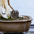 thumbnail image 4 of Miangastore 50pcs Plastic Flowerpot Fertilizer Boxes Practical Bonsai Fertilizer Containers, 4 of 8